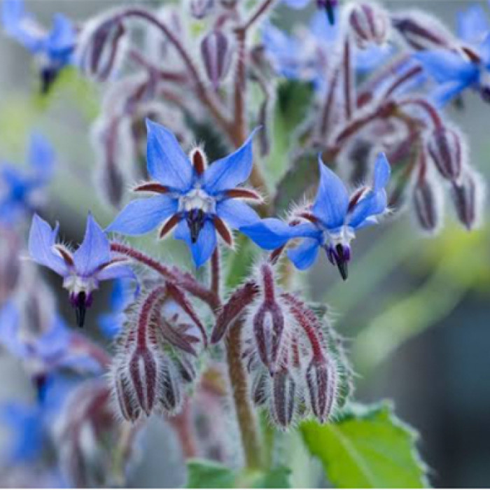 Borage