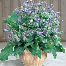 Borage in 6" terra cotta pot Borage in 6" terra cotta pot