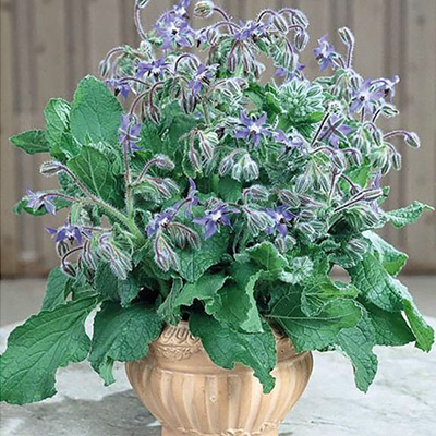 Borage plant in a beautiful 6" terra cotta pot Borage plant in a beautiful 6" terra cotta pot