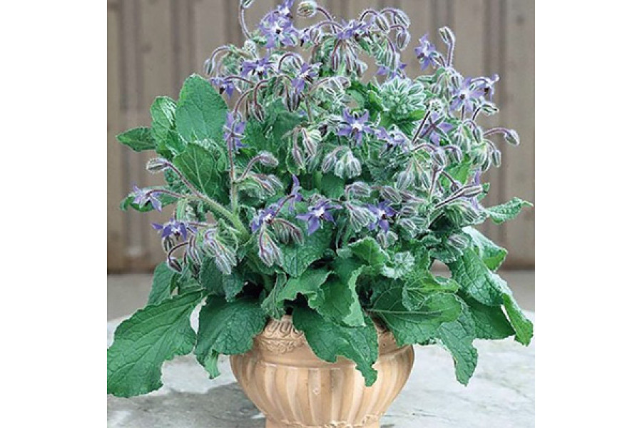 Borage in 6" terra cotta pot