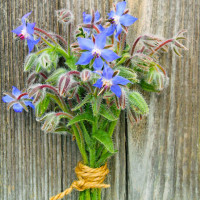 Borage Seeds