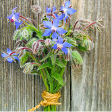 Borage Seeds Borage Seeds