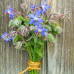 Borage in 6" terra cotta pot