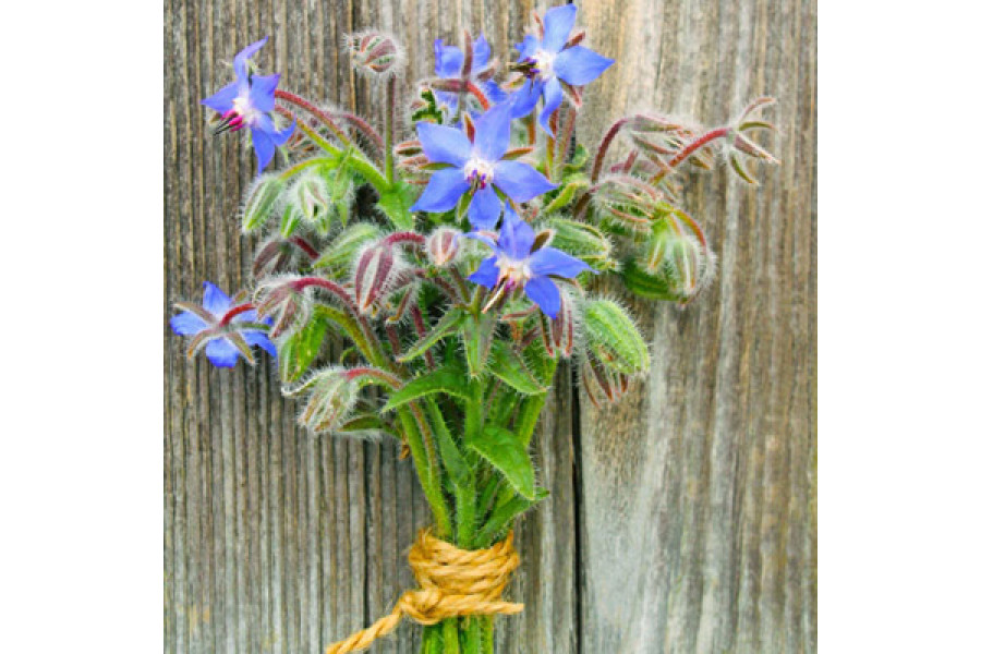 Borage Seeds