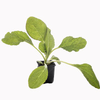 Borage Starter Plant - 4"