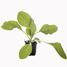 Borage Starter Plant - 4" Borage Starter Plant - 4"