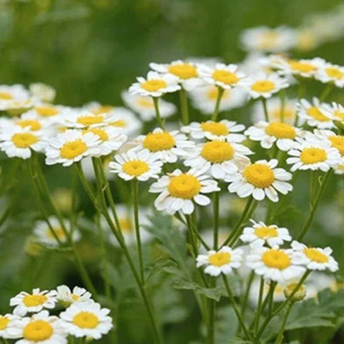Chamomile