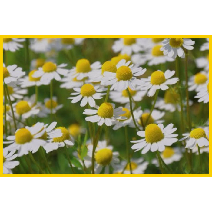 Chamomile