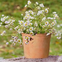 Chamomile in 6" terra cotta pot