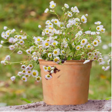 Chamomile in 6" terra cotta pot Chamomile in 6" terra cotta pot