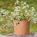 Chamomile in 6" terra cotta pot