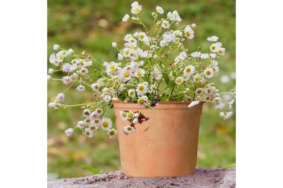 Chamomile in 6" terra cotta pot