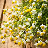 Chamomile Seeds