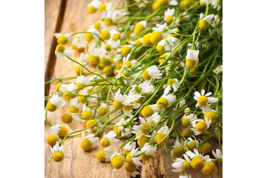 Chamomile Seeds