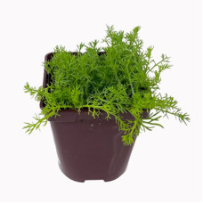 Chamomile Starter Plant - 4" Chamomile Starter Plant - 4"