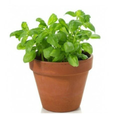 Basil in 6" terra cotta pot