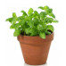 Basil Starter Plant - 4" Basil Starter Plant - 4"