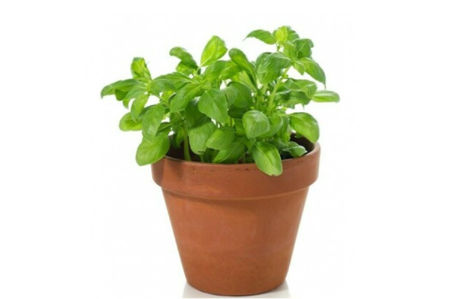 Basil in 6" terra cotta pot