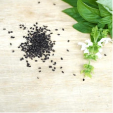 Basil Seeds