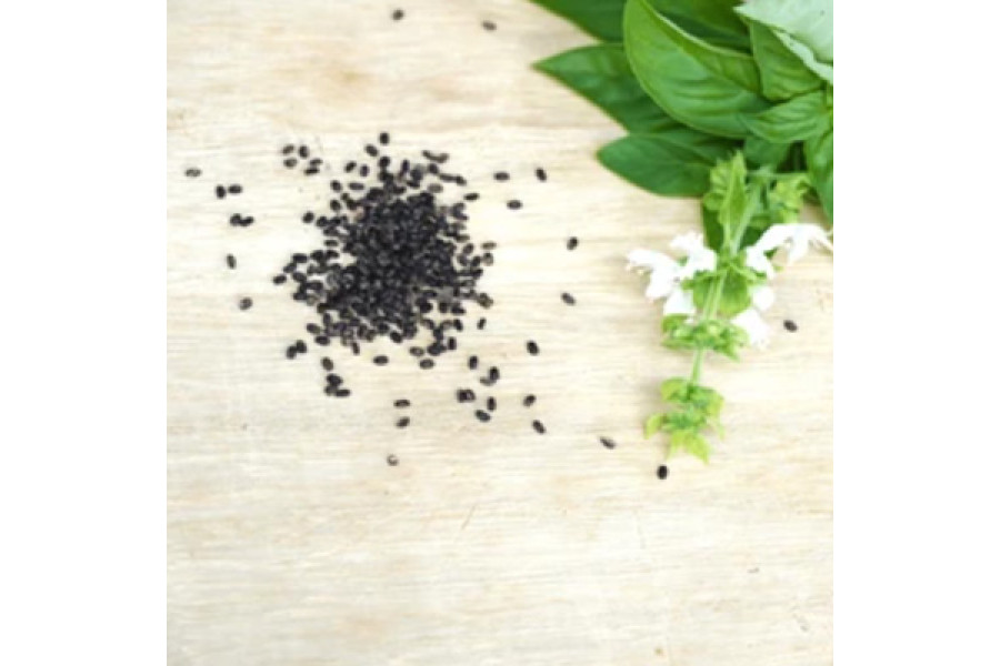 Basil Seeds Basil Seeds
