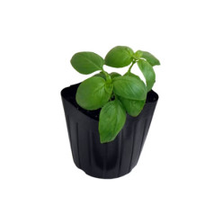 Basil Starter Plant - 4"