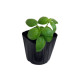 Basil Starter Plant - 4" Basil Starter Plant - 4"