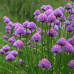 Chives Starter Plant - 4"