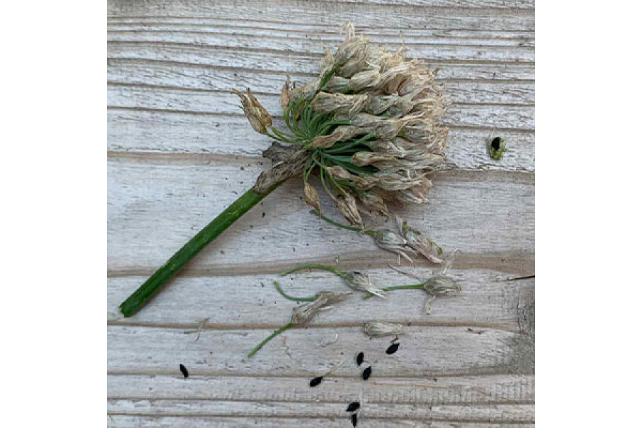 Chive Seeds