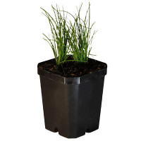 Chives Starter Plant - 4"
