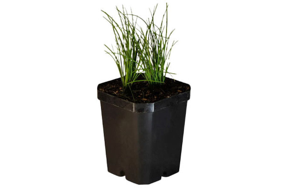 Chives Starter Plant - 4"