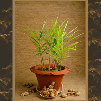 Ginger in 6" terra cotta pot