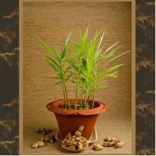 Ginger in 6" terra cotta pot