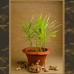 Ginger Seeds Ginger Seeds