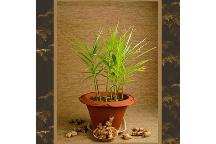 Ginger in 6" terra cotta pot Ginger in 6" terra cotta pot