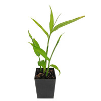 Ginger Starter Plant - 4"