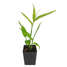 Ginger Starter Plant - 4"