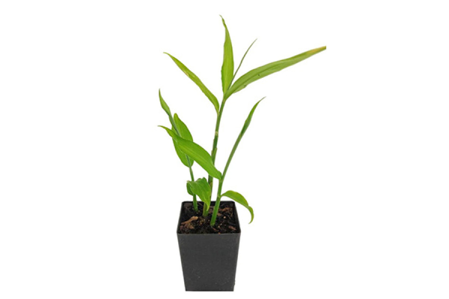 Ginger Starter Plant - 4"