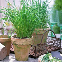 Chives in 6" terra cotta pot