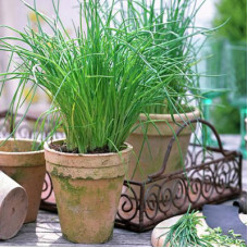 Chives in 6" terra cotta pot