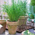 Chives Starter Plant - 4"