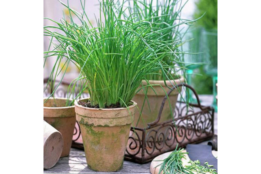 Chives in 6" terra cotta pot Chives in 6" terra cotta pot