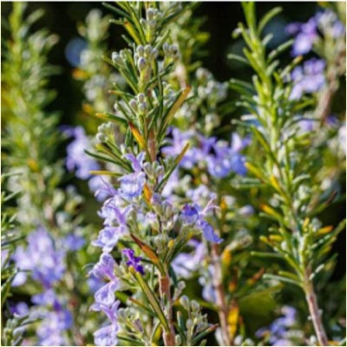Rosemary