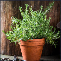 Rosemary in 6" terra cotta pot
