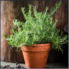 Rosemary in 6" terra cotta pot