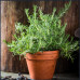 Rosemary in 6" terra cotta pot