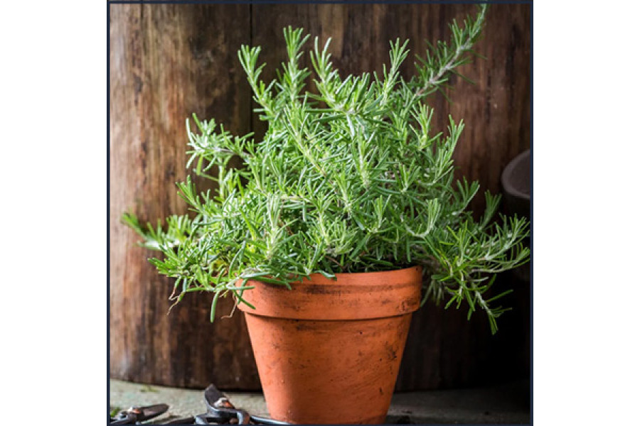 Rosemary in 6" terra cotta pot