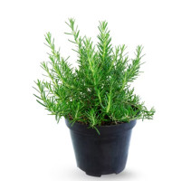 Rosemary Starter Plant - 4"