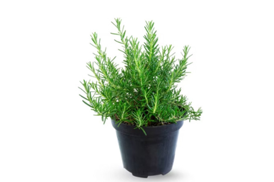 Rosemary Starter Plant - 4"