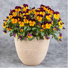 Johnny-Jump-Ups in 6" terra cotta pot Johnny-Jump-Ups in 6" terra cotta pot