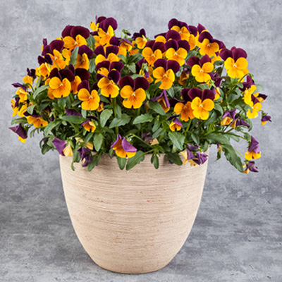 Johnny-Jump-Ups plant in a beautiful 6" Terra Cotta Pot Johnny-Jump-Ups plant in a beautiful 6" Terra Cotta Pot